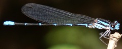 Argia oculata