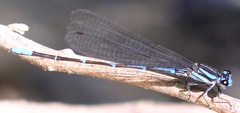 Argia oculata