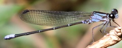 Argia pipila