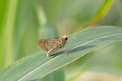 Polites vibex catilina