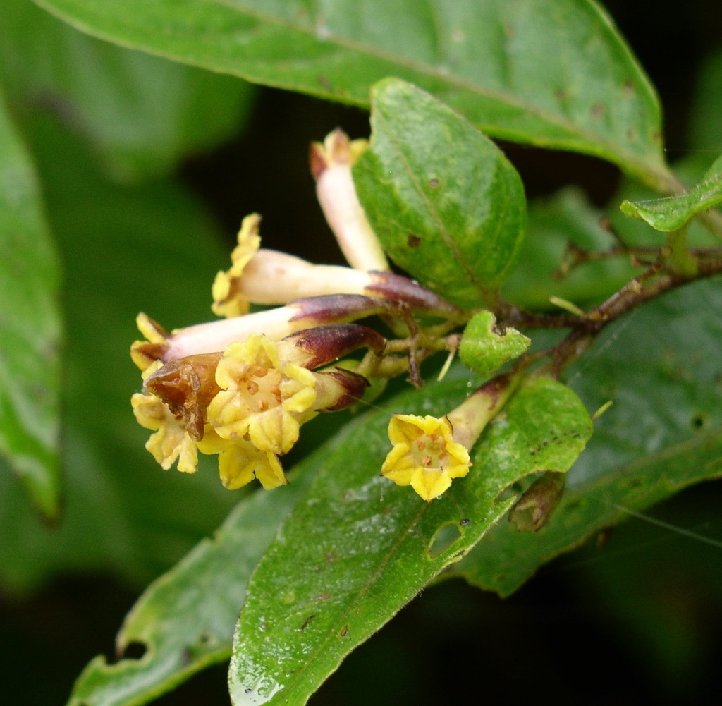 Guatemalan cestrum