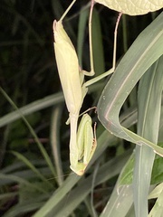 Stagmomantis