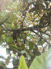 Pterorhinus mitratus