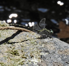Hemigomphus theischingeri