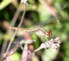 Erythrodiplax funerea