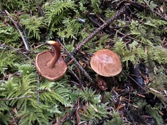 Chalciporus