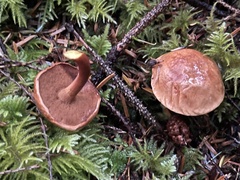 Chalciporus