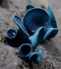 Chlorociboriaceae