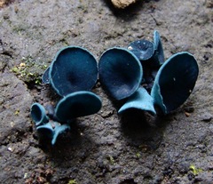 Chlorociboriaceae