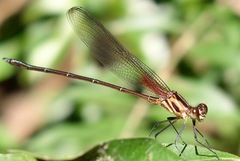 Hetaerina occisa