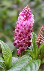 Phytolacca rugosa
