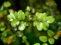 Nothofagus solandri