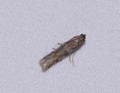 Phycitodes reliquellum