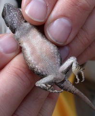Sceloporus grammicus