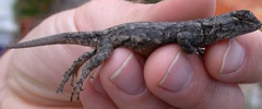 Sceloporus grammicus