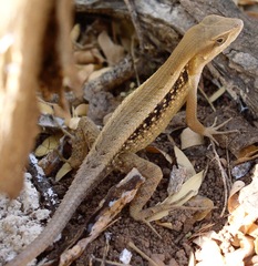 Sceloporus siniferus