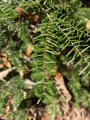 Tsuga caroliniana