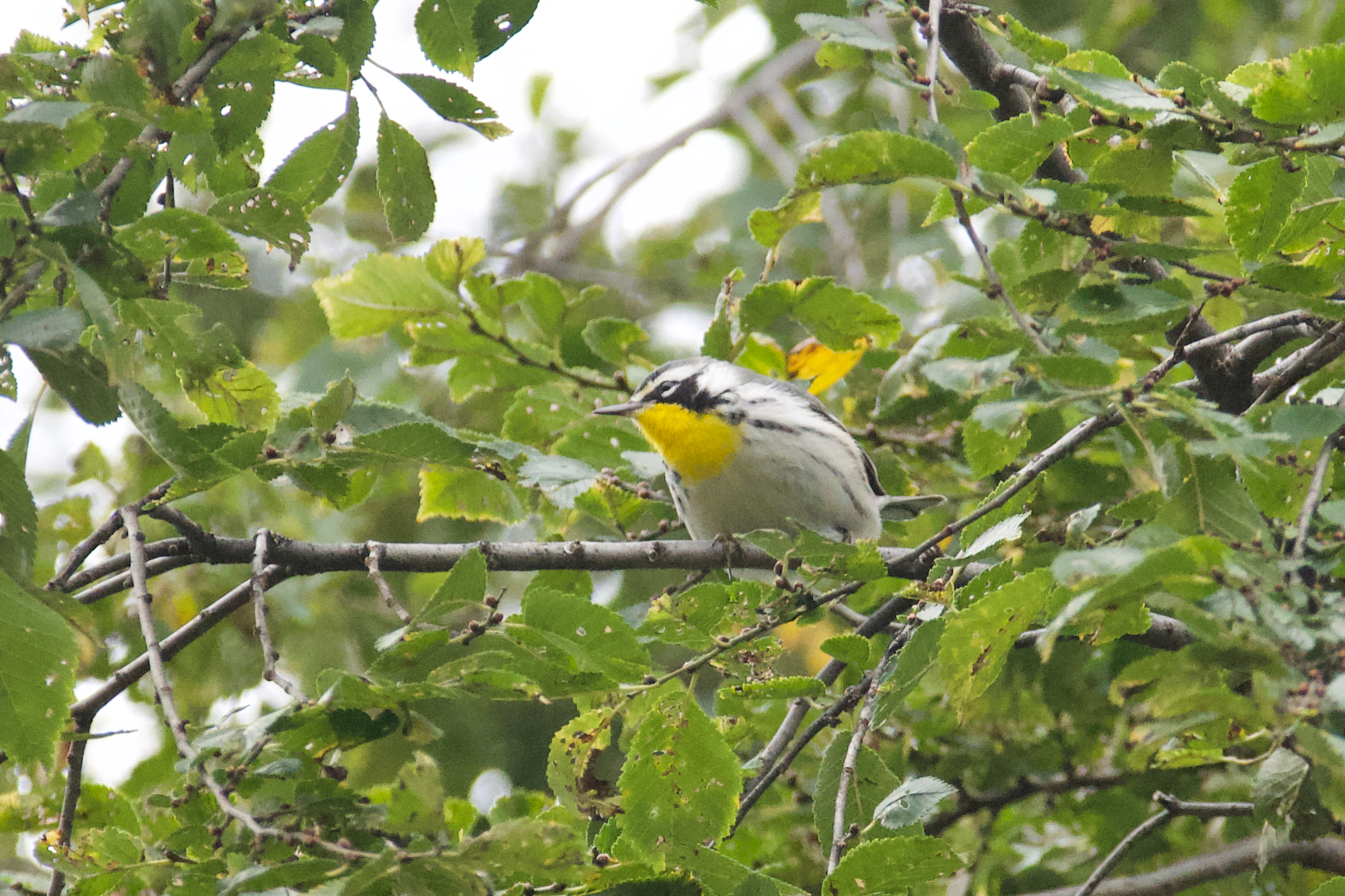 Yellow-throated Warbler illustration