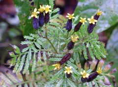 Tagetes foetidissima