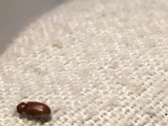 Stegobium