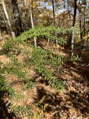 Tsuga caroliniana
