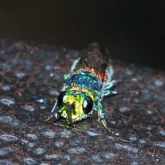 Chrysis sickmanni