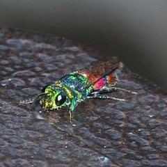 Chrysis sickmanni