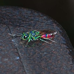 Chrysis sickmanni
