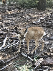 Odocoileus hemionus californicus