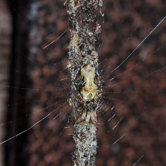 Cyclosa octotuberculata