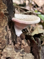 Trametes orientalis