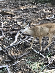 Odocoileus hemionus californicus