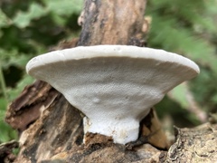 Trametes orientalis