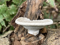 Trametes orientalis
