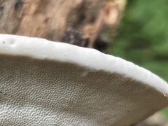 Trametes orientalis