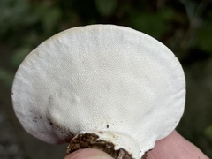 Trametes orientalis