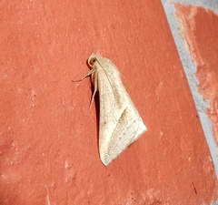 Mocis frugalis