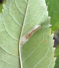 Phyllonorycter
