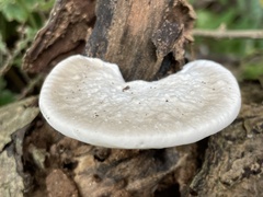 Trametes orientalis