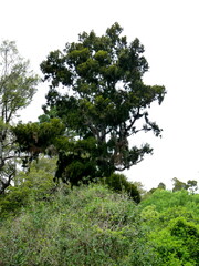 Dacrydium cupressinum