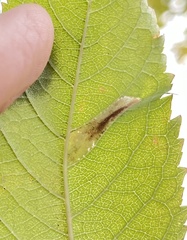 Phyllonorycter