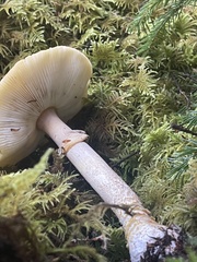 Amanita augusta
