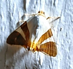 Eulepidotis rectimargo