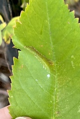 Phyllonorycter