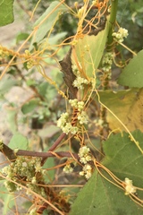Cuscuta pentagona