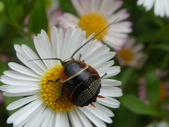 Ellipsidion australe