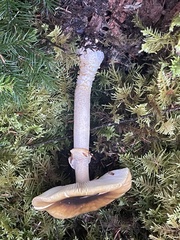 Amanita augusta