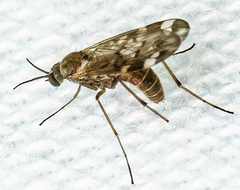 Sylvicola alternatus