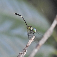 Nannophlebia eludens