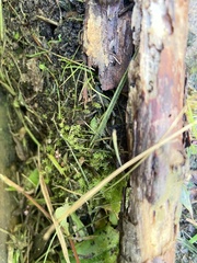 Dichodontium pellucidum